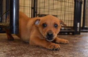 Caring For Our Four Legged Friends Pwna