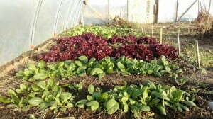 4.19.16 Nurturing Self Sufficiency - Fort Belknap Lettuce
