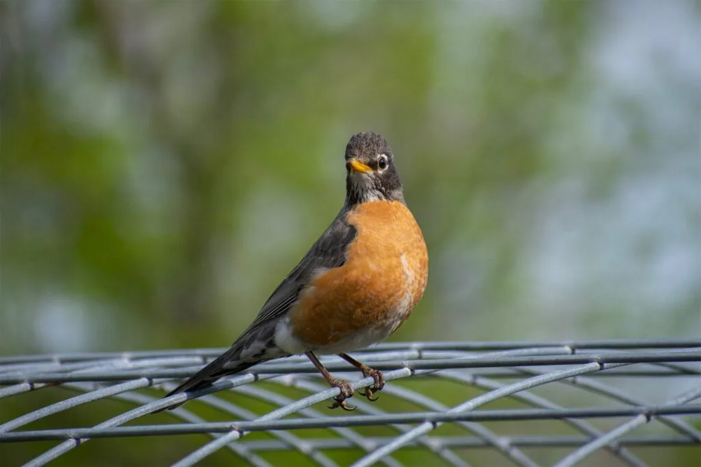 A robin with an orange breast is perched on a wire mesh with a blurred green background.