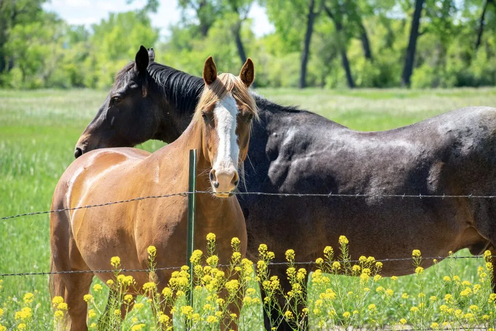 Two horses standing in a grassy field behind a barbed wire fence, with trees in the background.