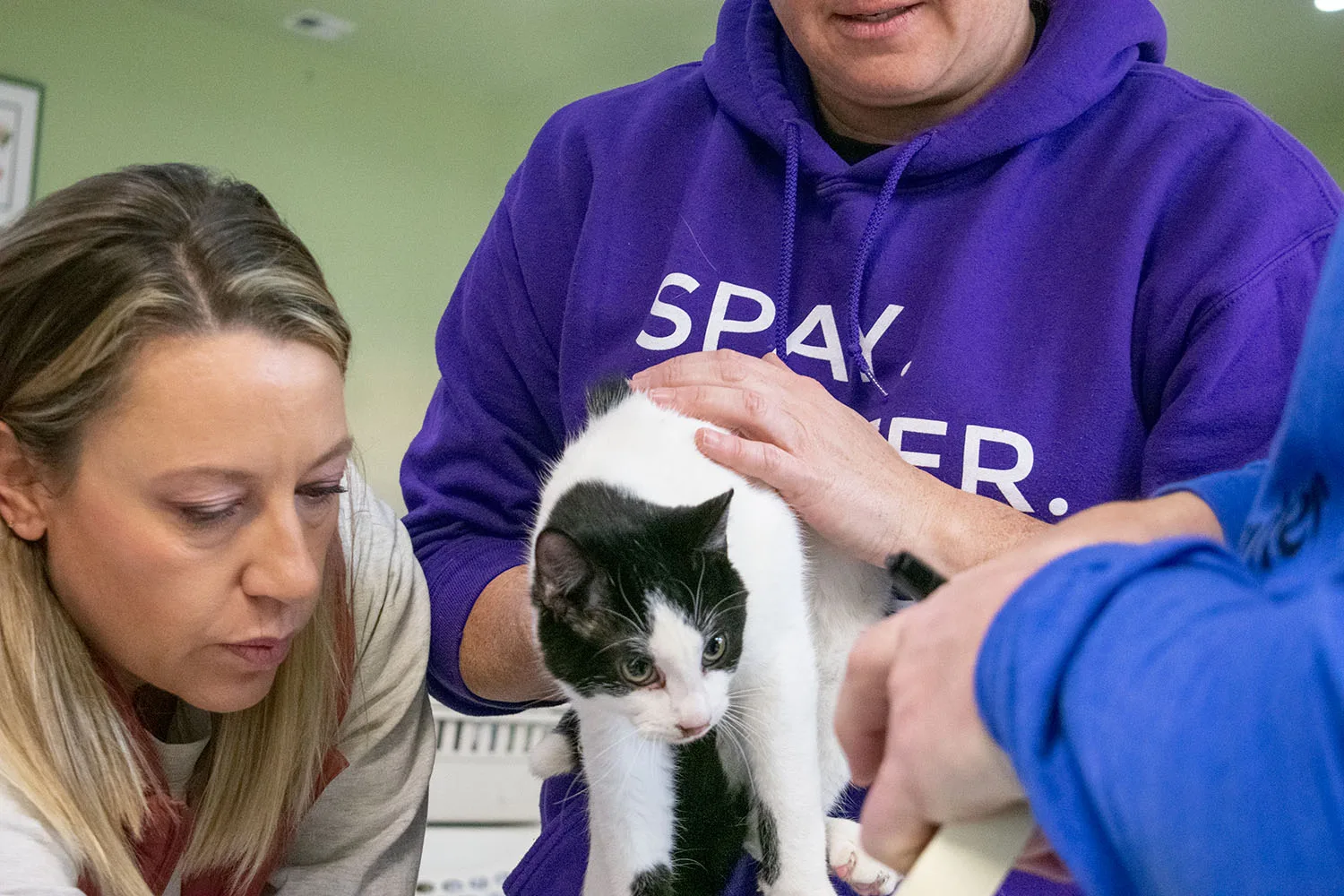 People are examining or caring for a black and white cat. One person wears a shirt with "Spay" visible.