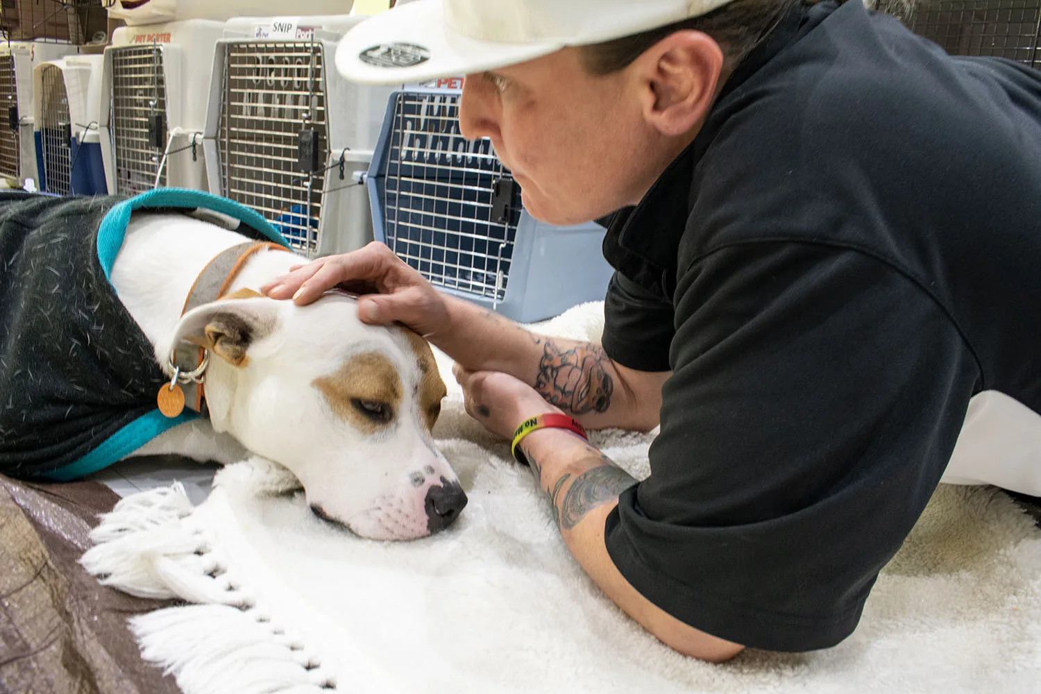 A person comforting a dog lying down, surrounded by pet crates, potentially at a reservation animal rescue.