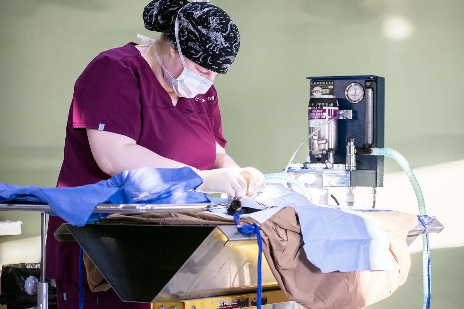 A veterinarian is performing surgery, focusing intensely on a procedure.