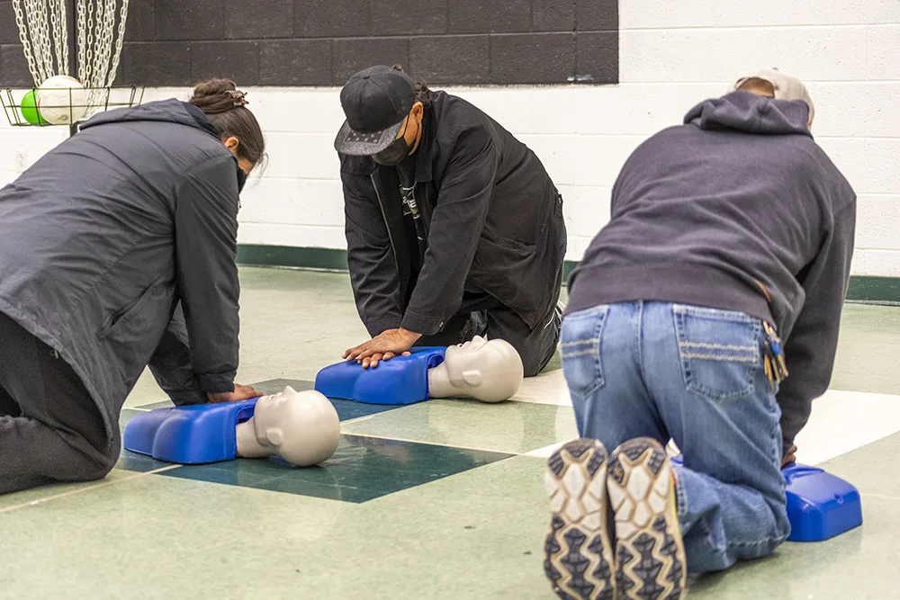 People are practicing CPR on mannequins.