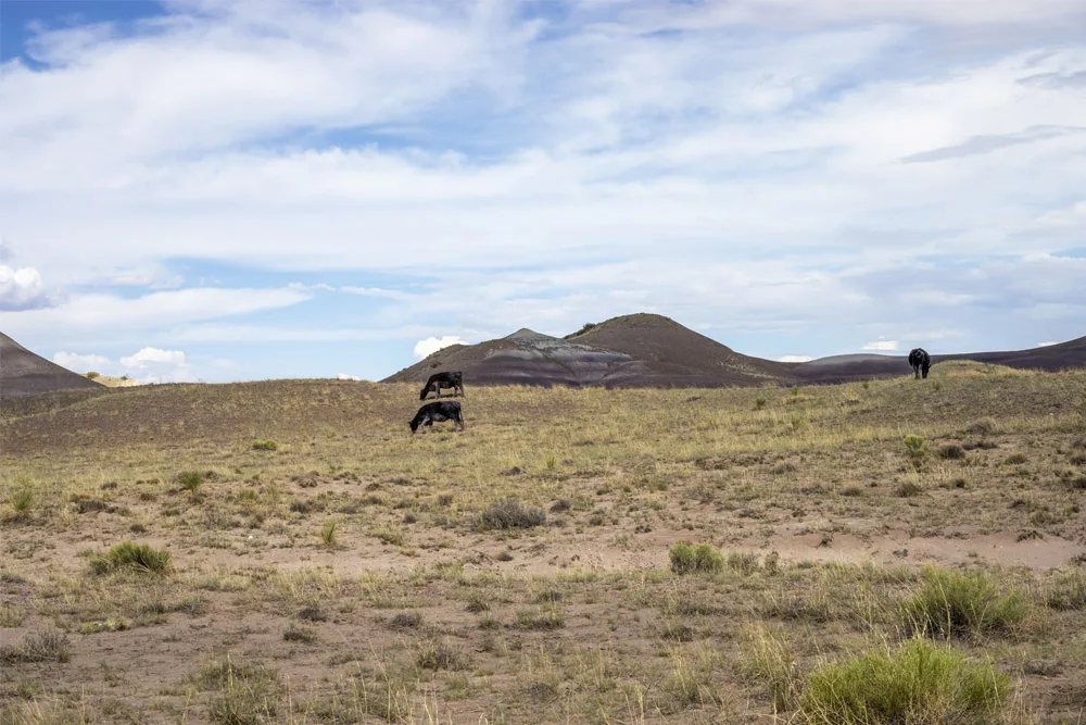A vast desert landscape with gentle rolling hills and sparse vegetation, fitting the Arizona Navajo region profile.