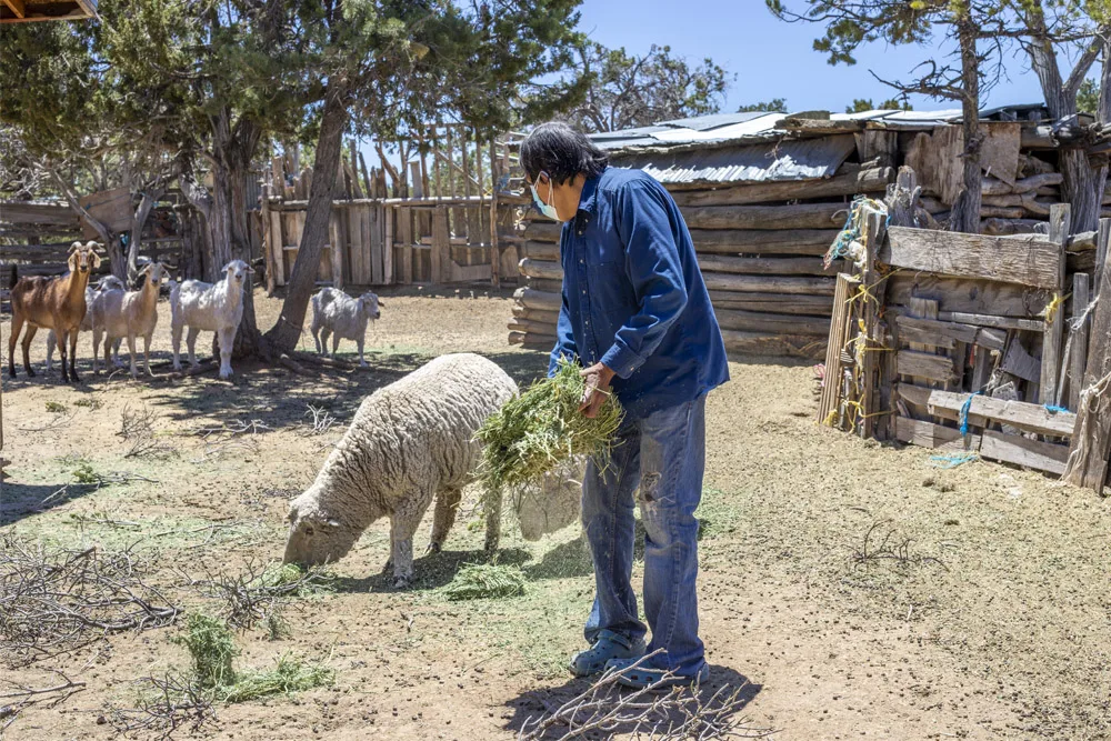 A person feeds a sheep in a rustic pen, with goats nearby. Arizona Navajo is relevant.