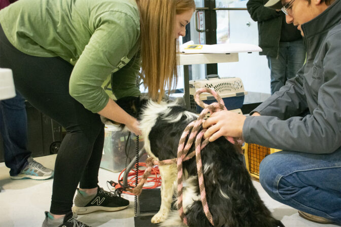A Farm Dog and His Boy