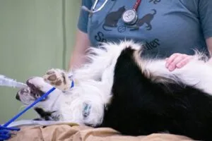 A dog is receiving veterinary care, laying on its back while a person wearing a stethoscope tends to it.