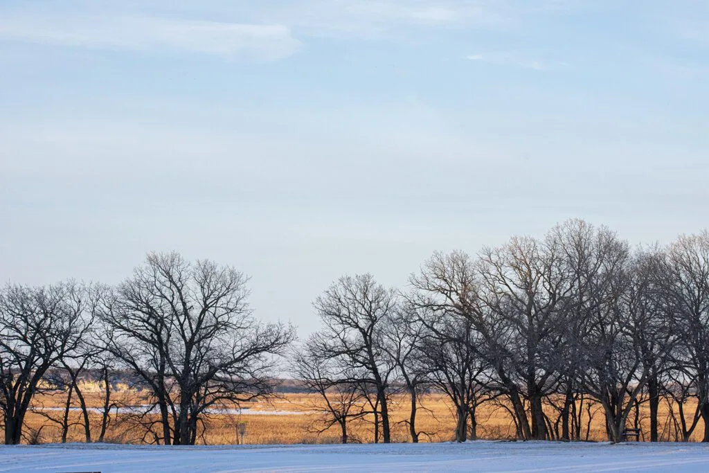 Snow-covered landscape with leafless trees, blue sky, and distant golden fields.
