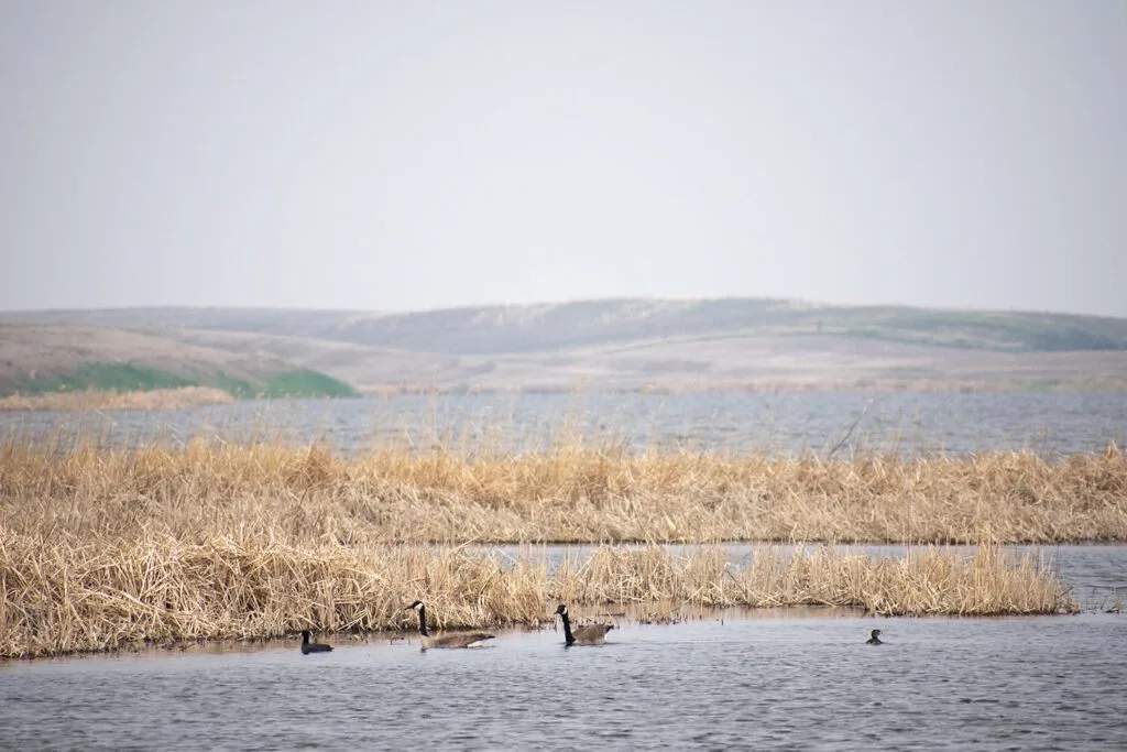 A tranquil lakeside scene with ducks, reeds, and distant hills, possibly near Spirit Lake Reservation.