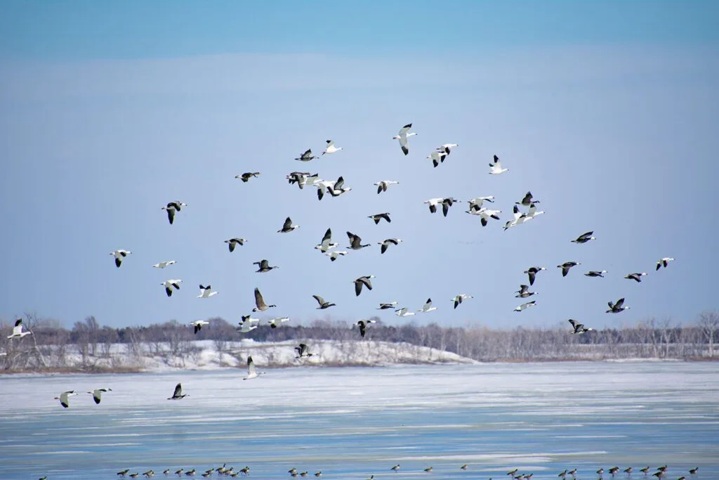 Flock of birds flying over a snow-covered landscape near a frozen body of water.