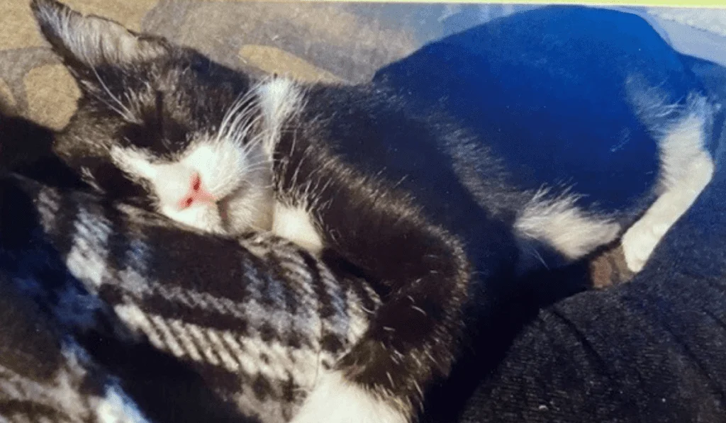 Toasty the Wonder Kitten