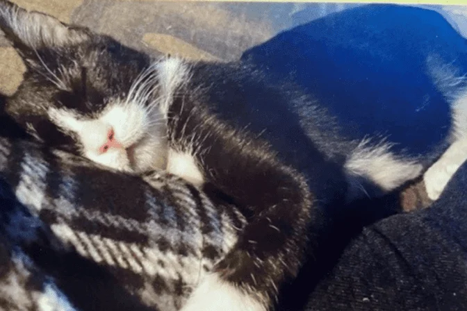 Toasty the Wonder Kitten