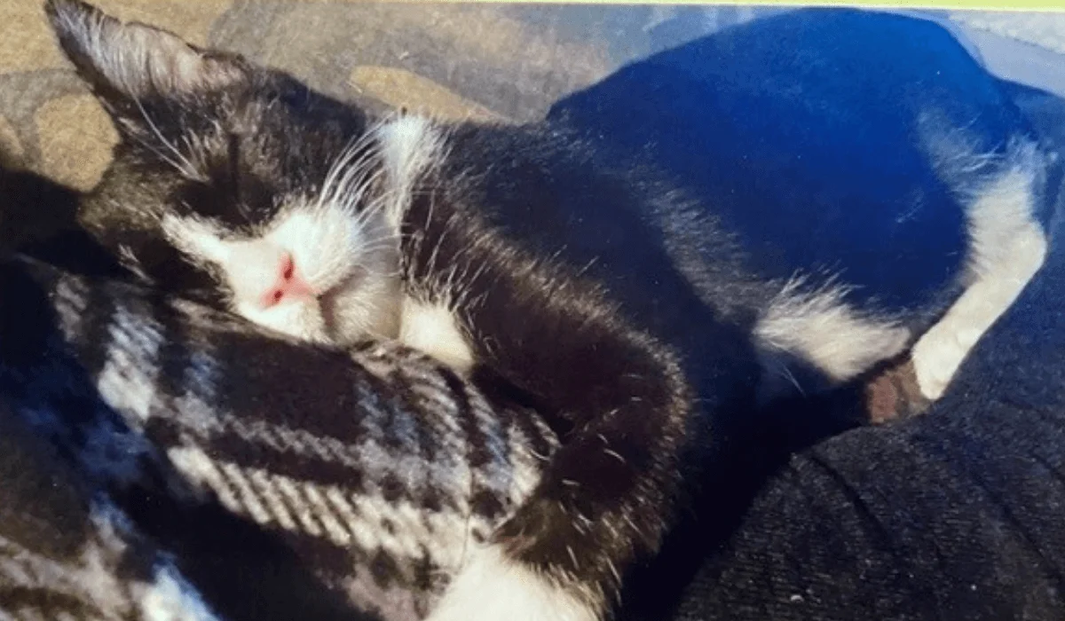 Toasty the Wonder Kitten 