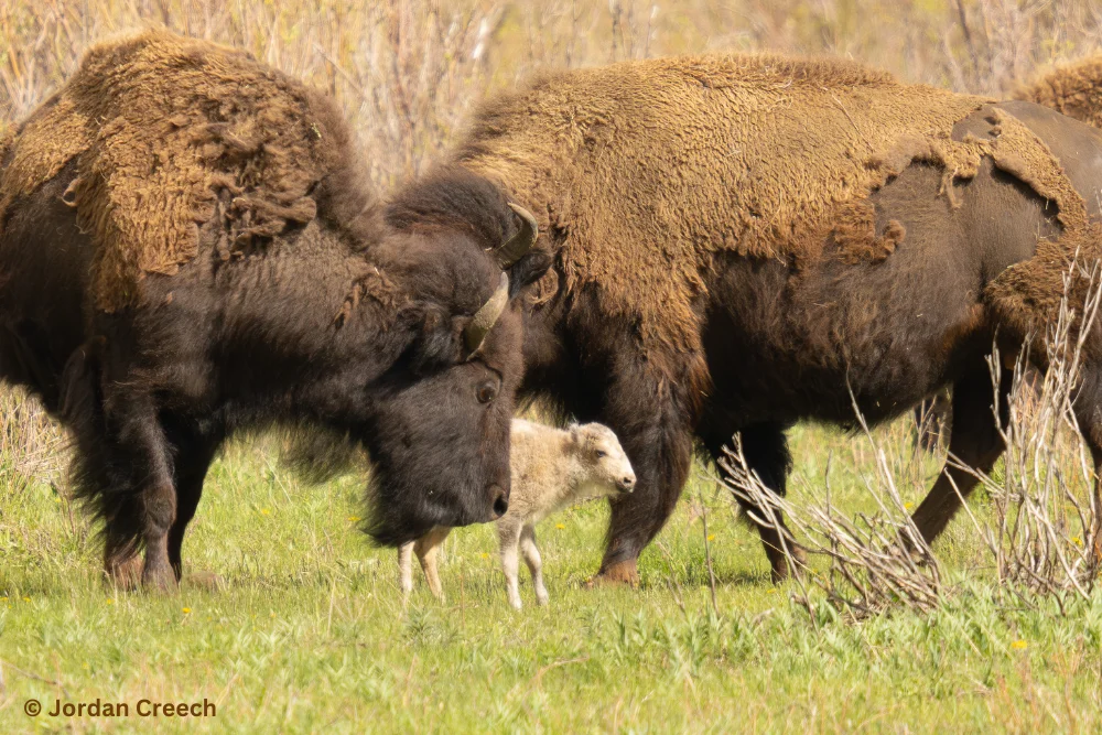 White Buffalo Calf of Yellowstone Named in Sacred Ceremony